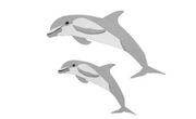 Dolphins
